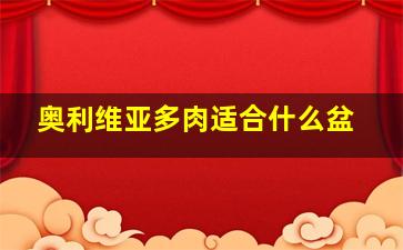 奥利维亚多肉适合什么盆