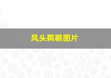 风头鹈鹕图片